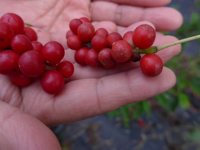 五味子 | 薬膳健康づくり研究会 五味子について 芍薬について 鬱金